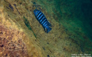 Tropheops sp.'higga'